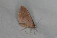 Nycterosea obstipata