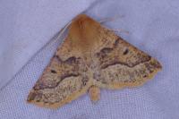 Crocallis tusciaria