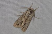 Asteroscopus sphinx