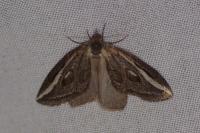 Chesias legatella