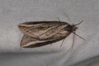 Chesias legatella