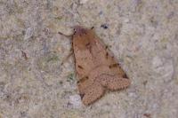 Agrochola lychnidis