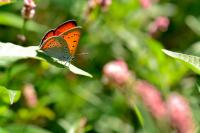 Lycaena dispar