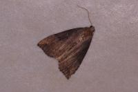Hypena rostralis