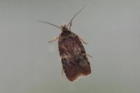 Agonopterix purpurea