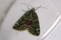 Chloroclysta siterata