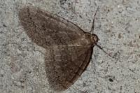 Operophtera brumata