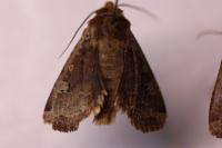Conistra erythrocephala