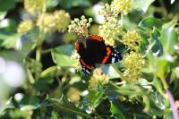 Vanessa atalanta