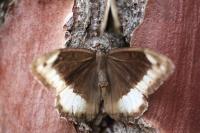 Hipparchia fagi