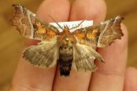 Scoliopteryx libatrix