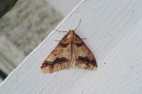 Erannis defoliaria