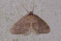 Operophtera brumata