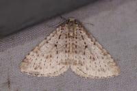 Colostygia multistrigaria