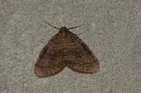 Operophtera brumata