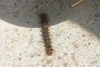 Lymantria dispar