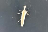 Pleurota aristella