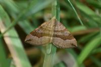 Scotopteryx chenopodiata