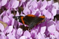 Vanessa atalanta