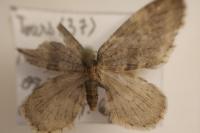 Operophtera brumata