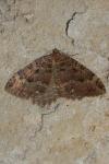 Triphosa dubitata
