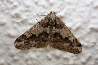 Agriopis leucophaearia