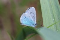 Glaucopsyche alexis