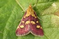 Pyrausta purpuralis
