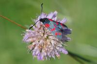 Zygaena filipendulae