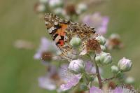 Vanessa cardui