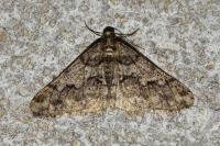 Agriopis leucophaearia