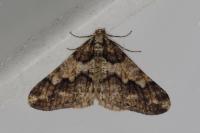Agriopis leucophaearia