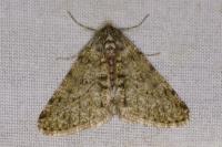Phigalia pilosaria