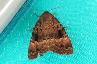 Amphipyra pyramidea