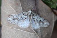 Agriopis leucophaearia