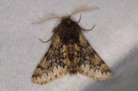 Apocheima hispidaria