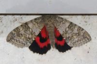 Catocala nupta