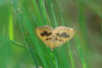 Camptogramma bilineata