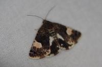 Tyta luctuosa