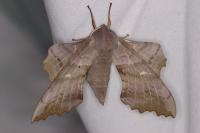 Laothoe populi