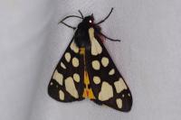 Arctia villica