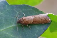 Tortricodes alternella