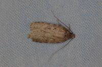 Agonopterix