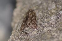 Xylocampa areola