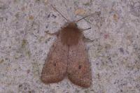 Orthosia cruda