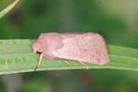Orthosia cerasi