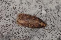 Depressaria albipunctella