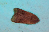 Agrochola lychnidis