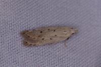 Nothris verbascella
