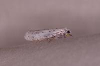 Yponomeuta